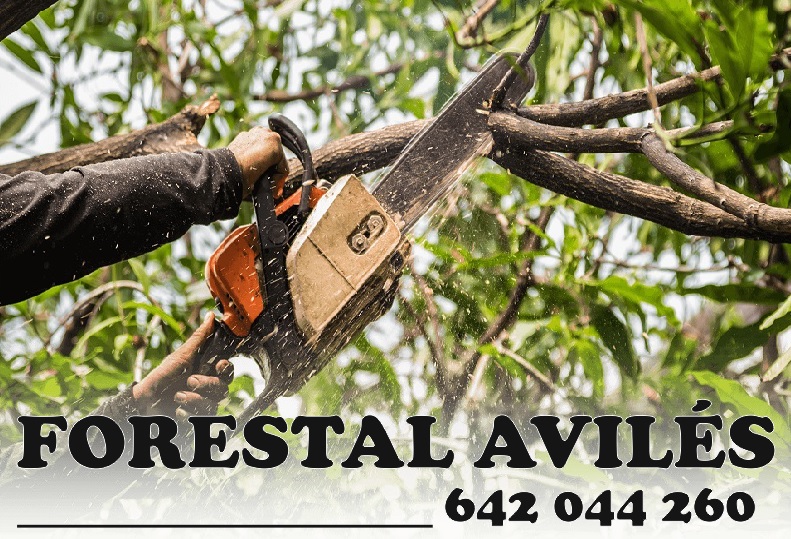 Forestal Avilés realiza todo tipo de trabajos con Motosierra